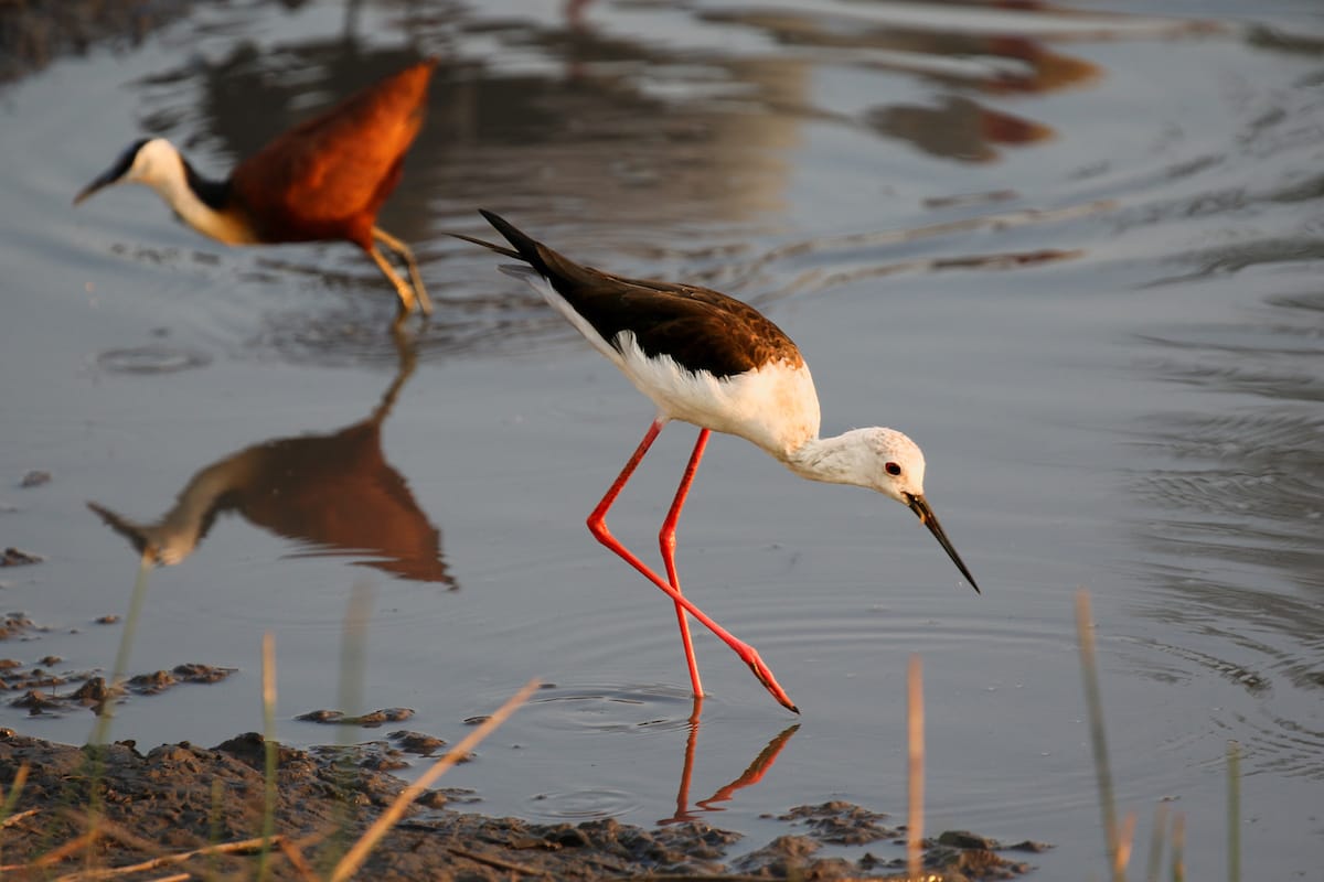 BOTSWANA