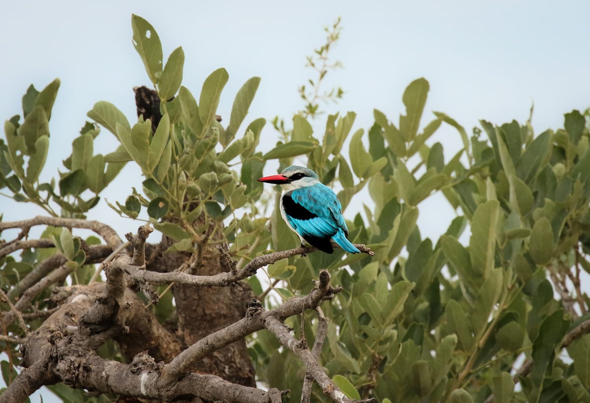 BOTSWANA