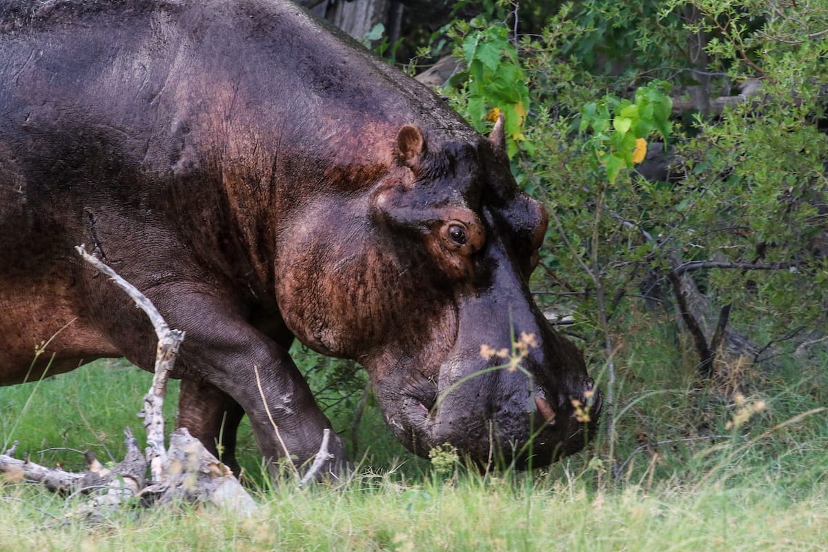 BOTSWANA