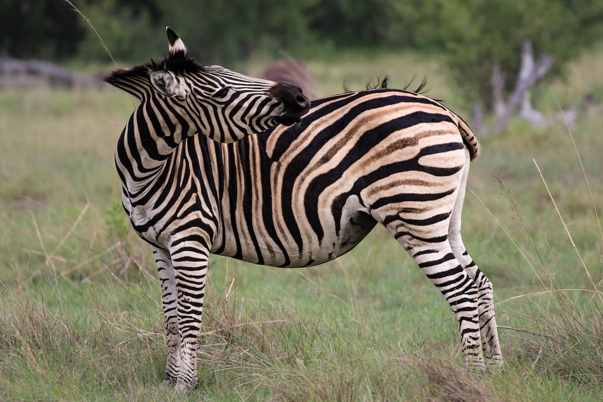 BOTSWANA