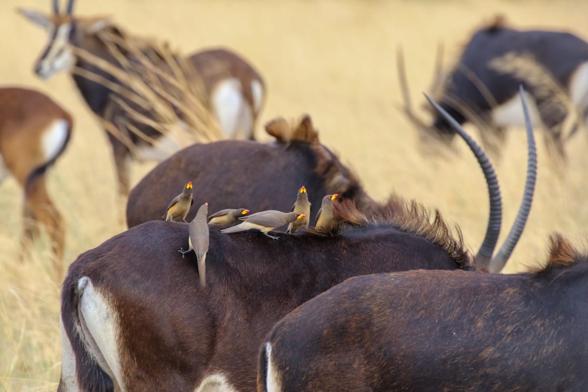 BOTSWANA