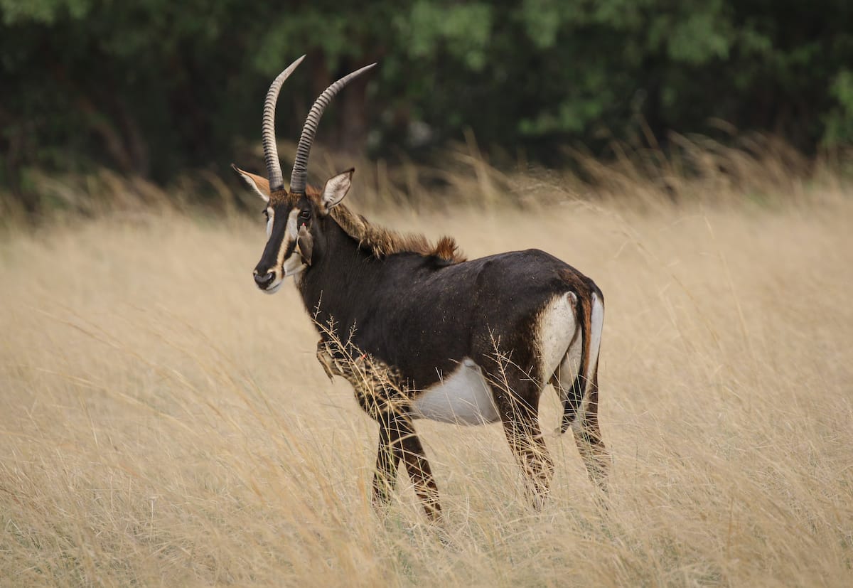 BOTSWANA