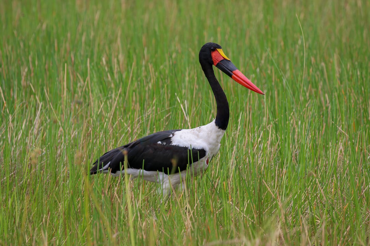 BOTSWANA