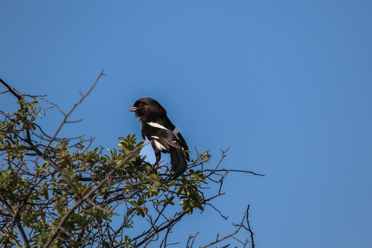 BOTSWANA