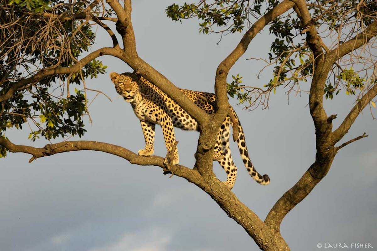KENYA — Laura Fisher