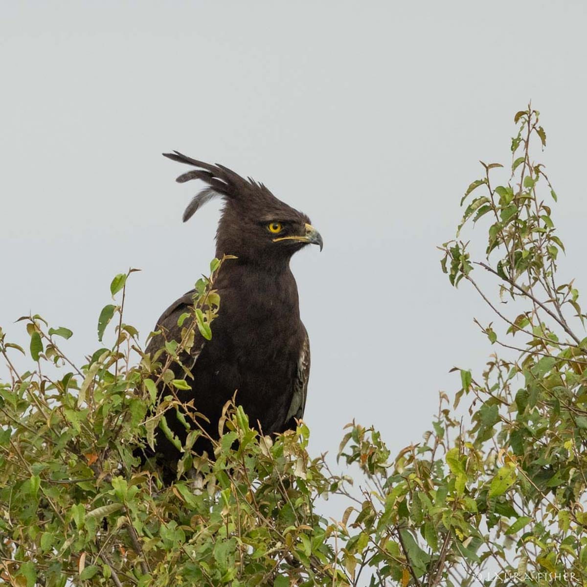 KENYA — Laura Fisher