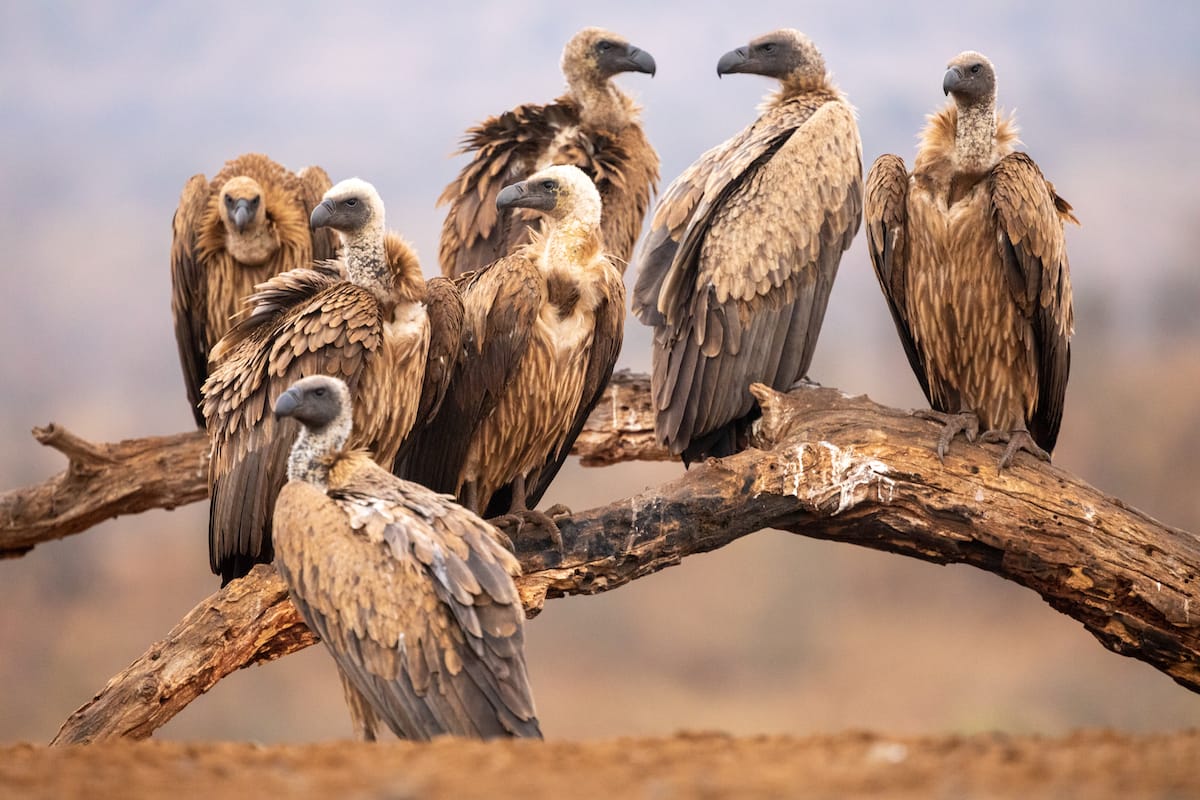 SOUTH AFRICA — Paul Brower