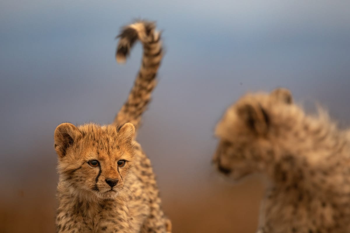 SOUTH AFRICA — Paul Brower