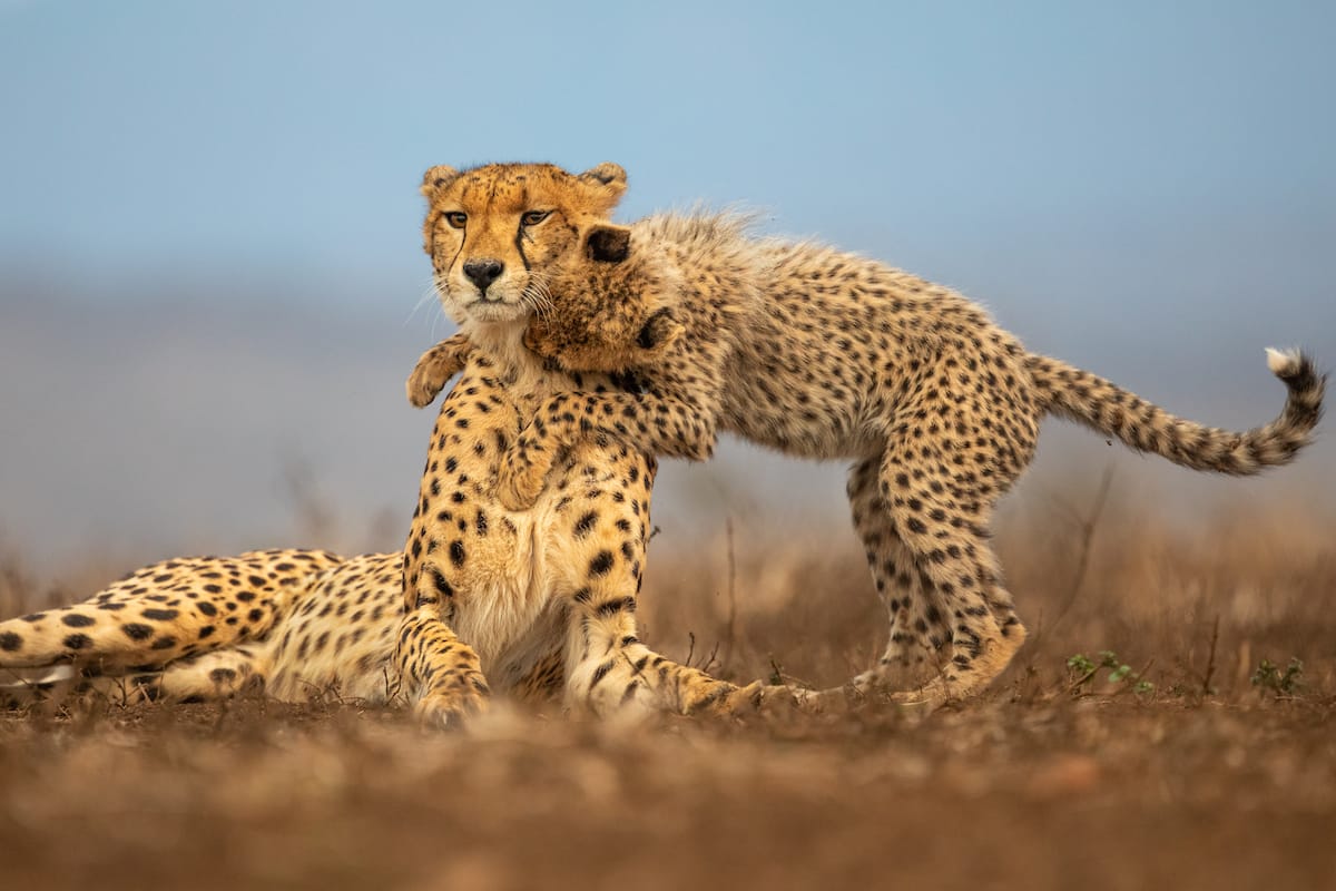 SOUTH AFRICA — Paul Brower