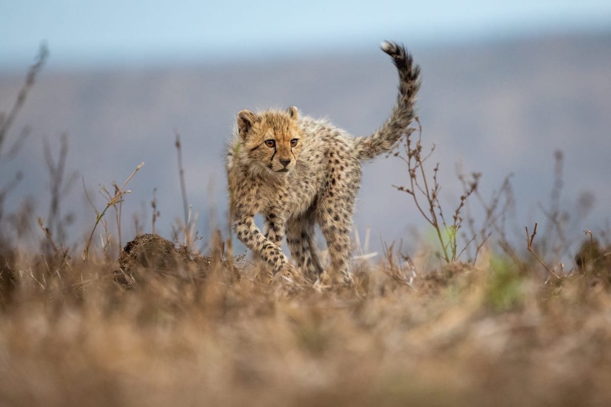 SOUTH AFRICA — Paul Brower
