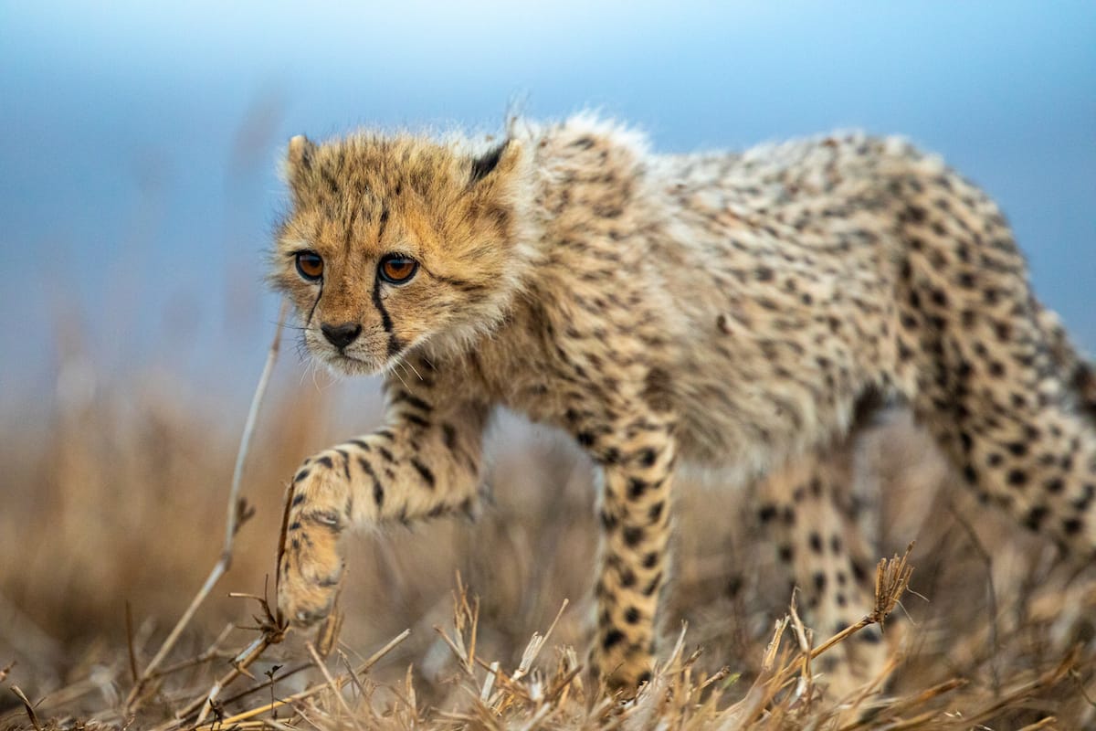SOUTH AFRICA — Paul Brower