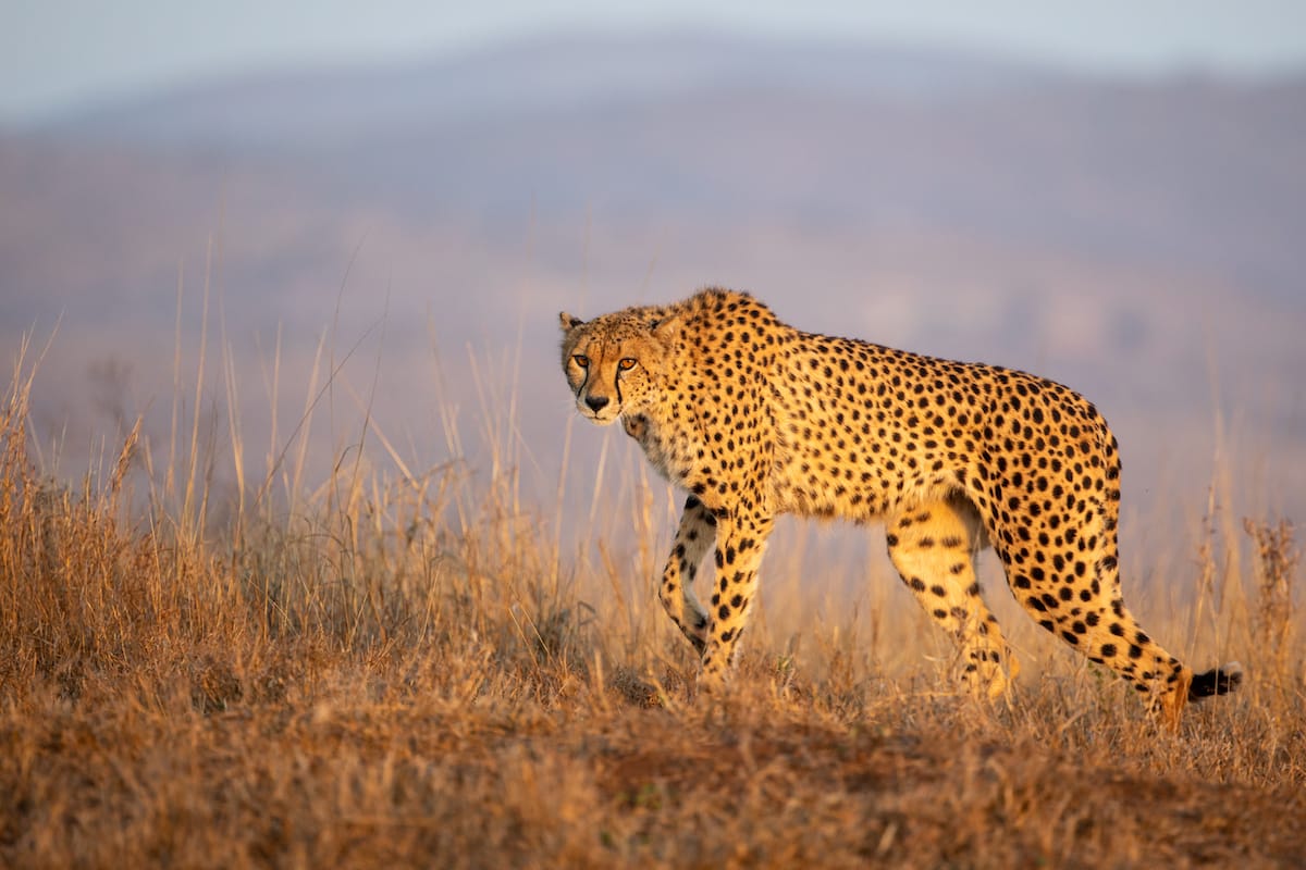 SOUTH AFRICA — Paul Brower