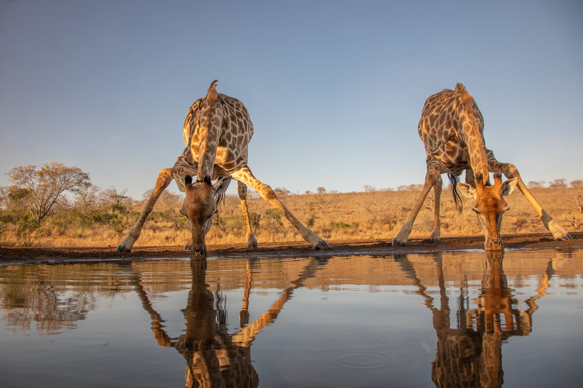 SOUTH AFRICA — Paul Brower