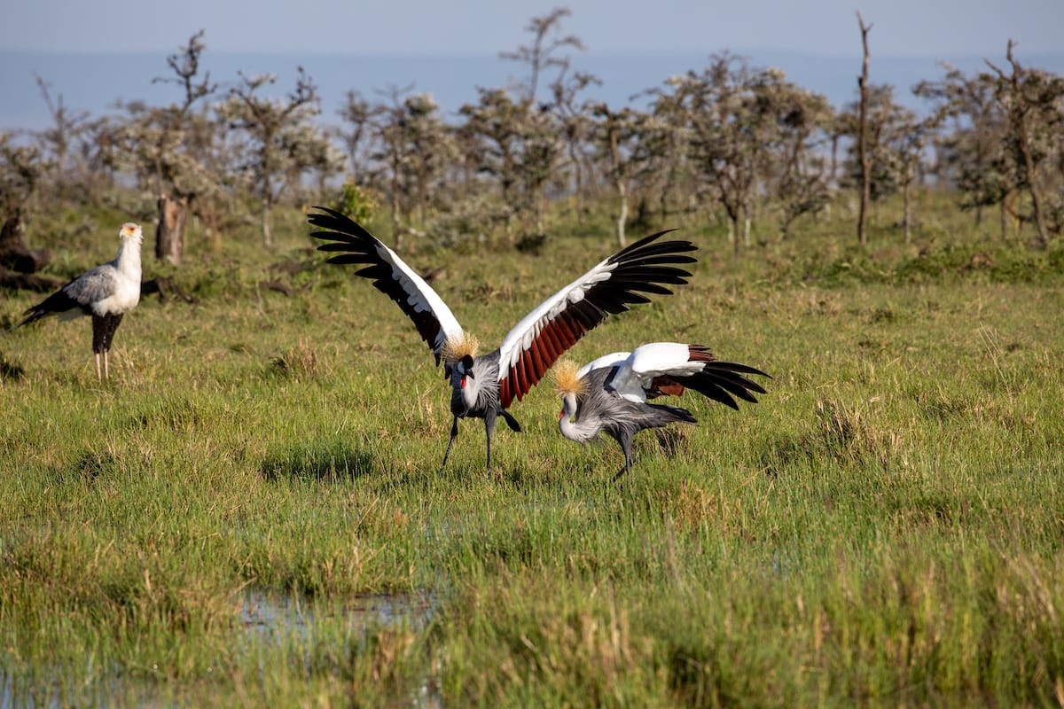 KENYA — Paul Brower
