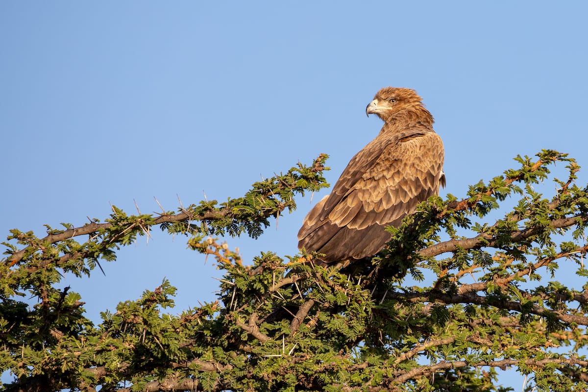 KENYA — Paul Brower