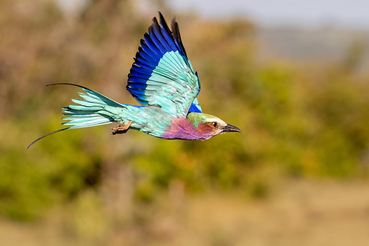 KENYA — Paul Brower