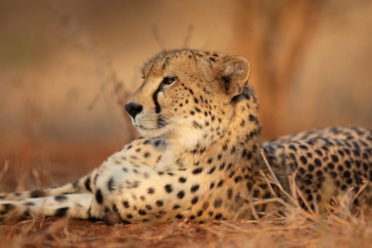 SOUTH AFRICA — Paul Brower