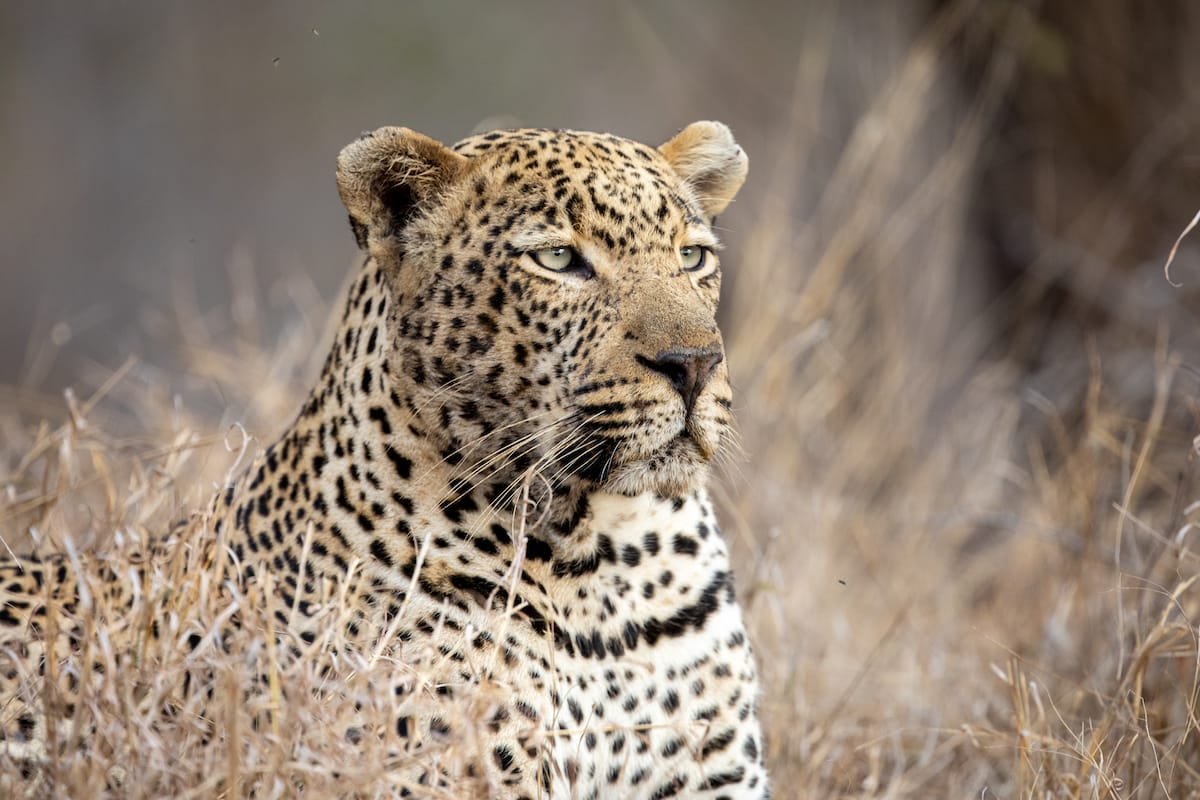 SOUTH AFRICA — Paul Brower