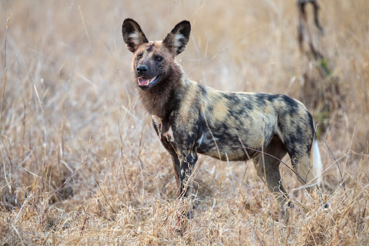 SOUTH AFRICA — Paul Brower