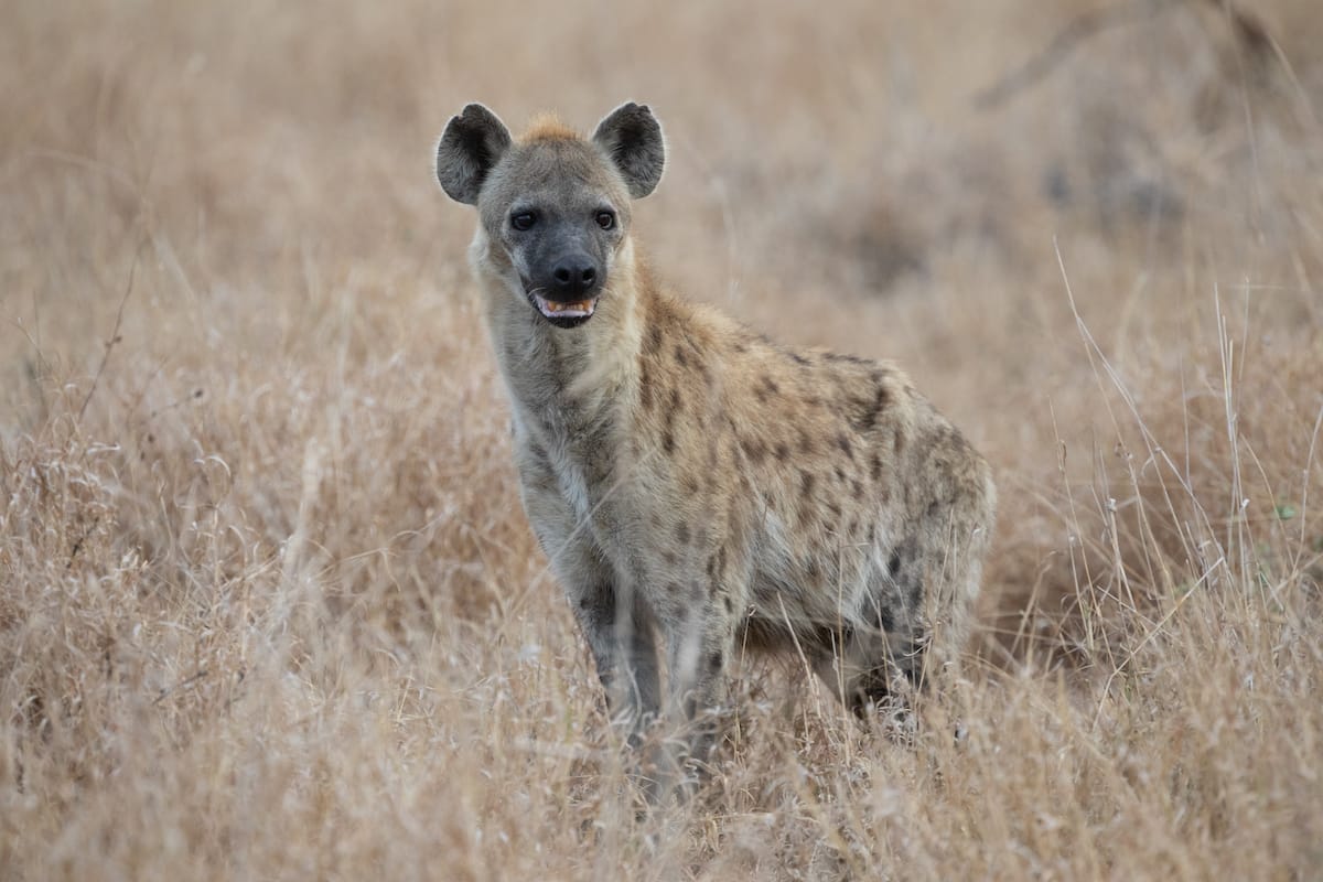SOUTH AFRICA — Paul Brower