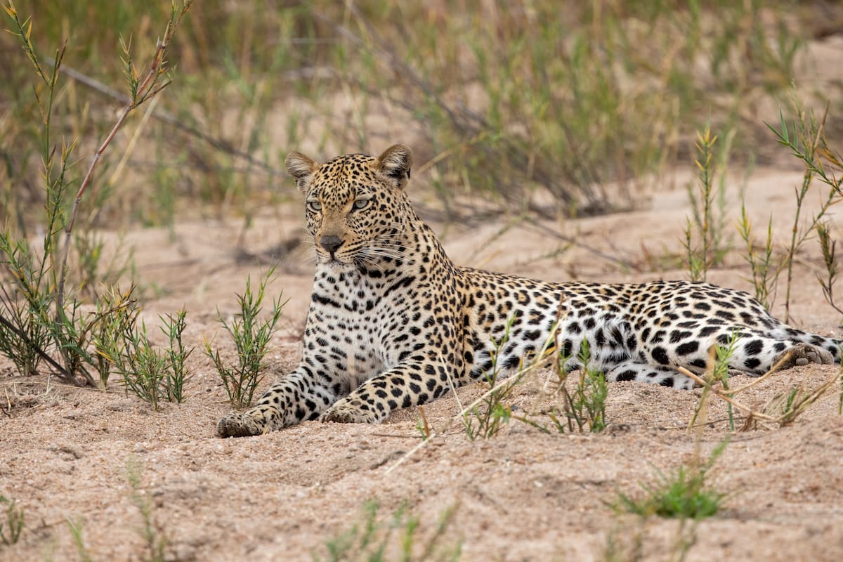 SOUTH AFRICA — Paul Brower