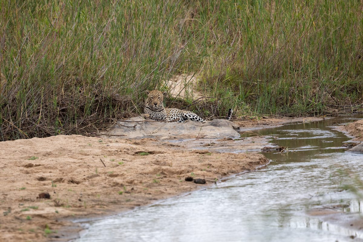SOUTH AFRICA — Paul Brower