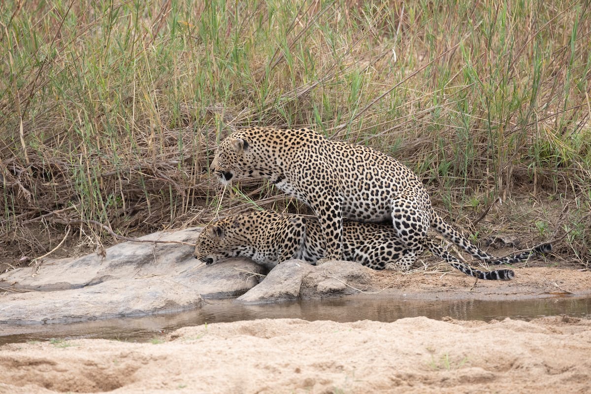 SOUTH AFRICA — Paul Brower