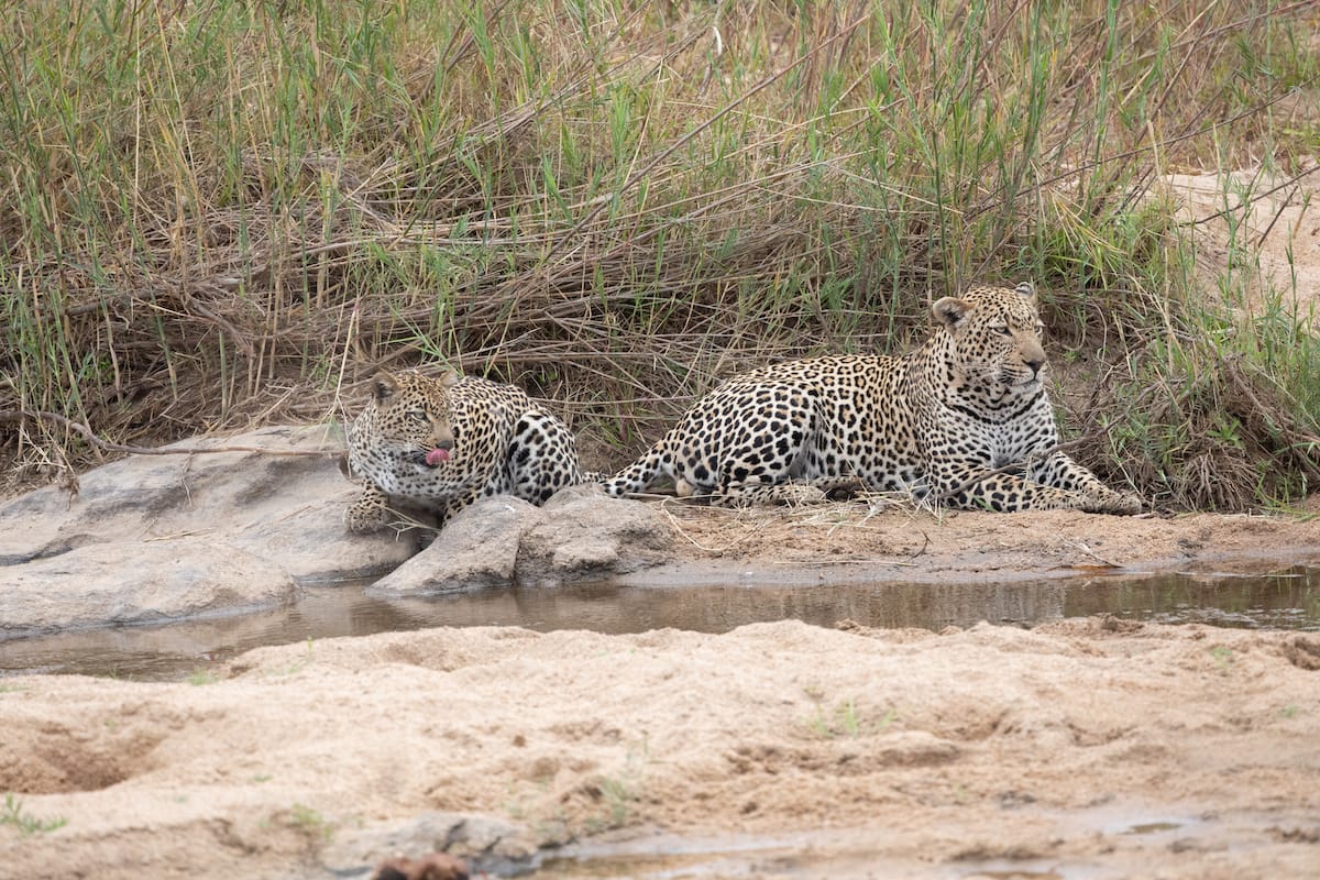 SOUTH AFRICA — Paul Brower