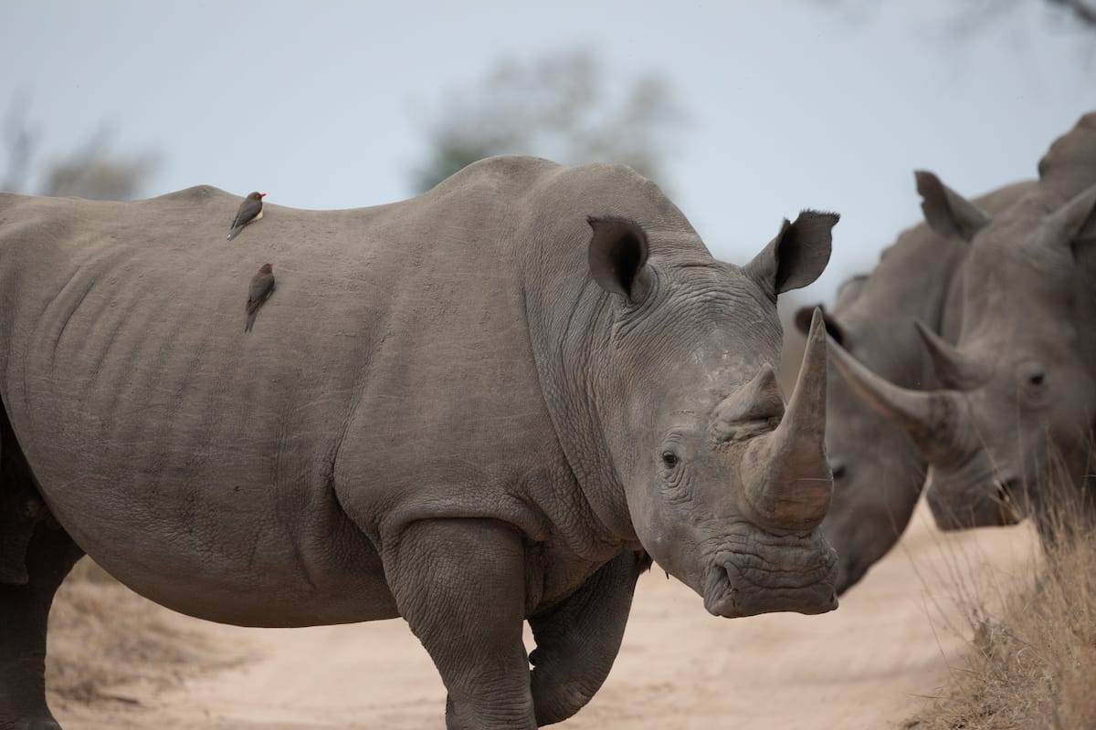 SOUTH AFRICA — Paul Brower