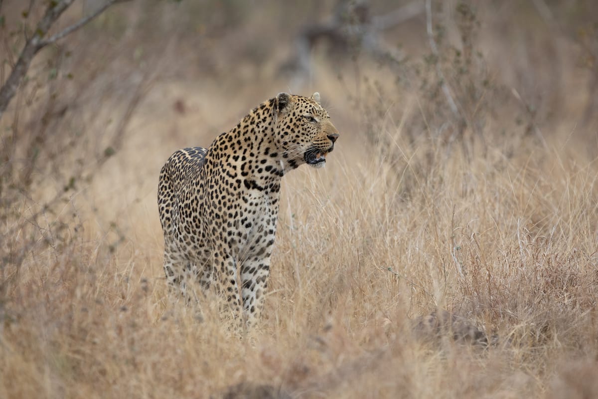 SOUTH AFRICA — Paul Brower