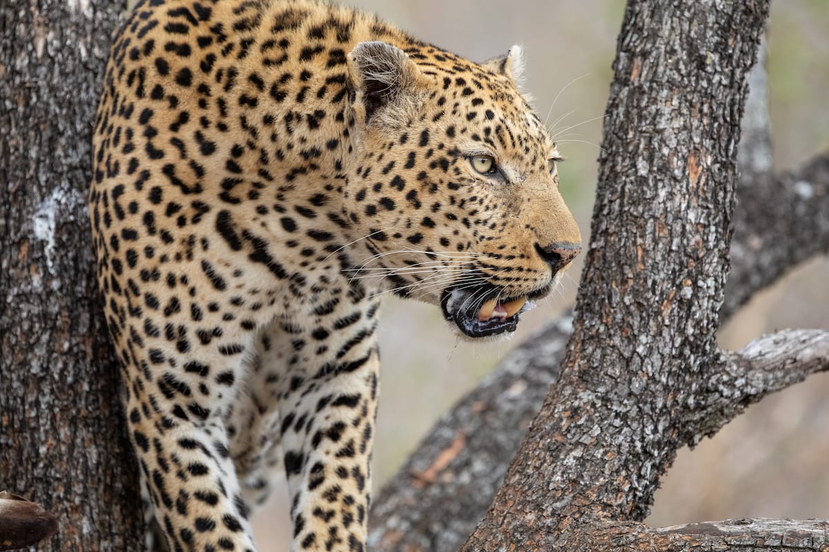 SOUTH AFRICA — Paul Brower