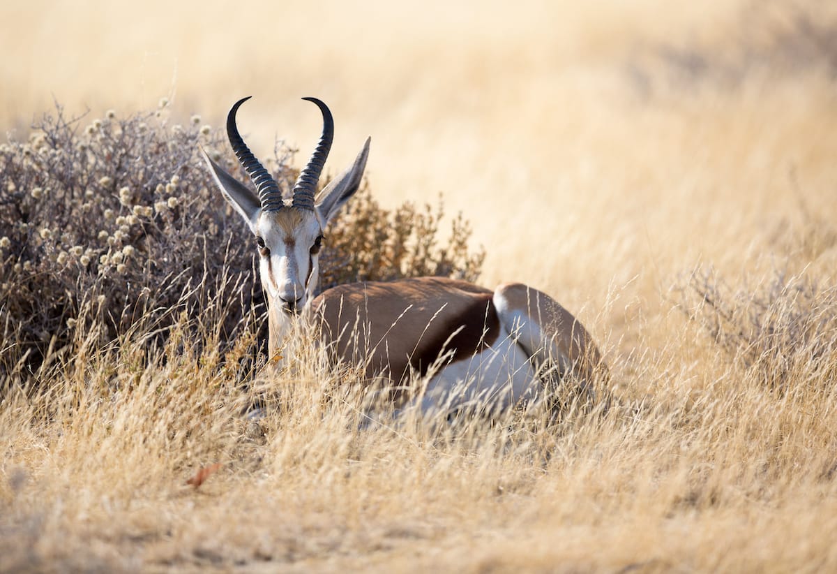 NAMIBIA