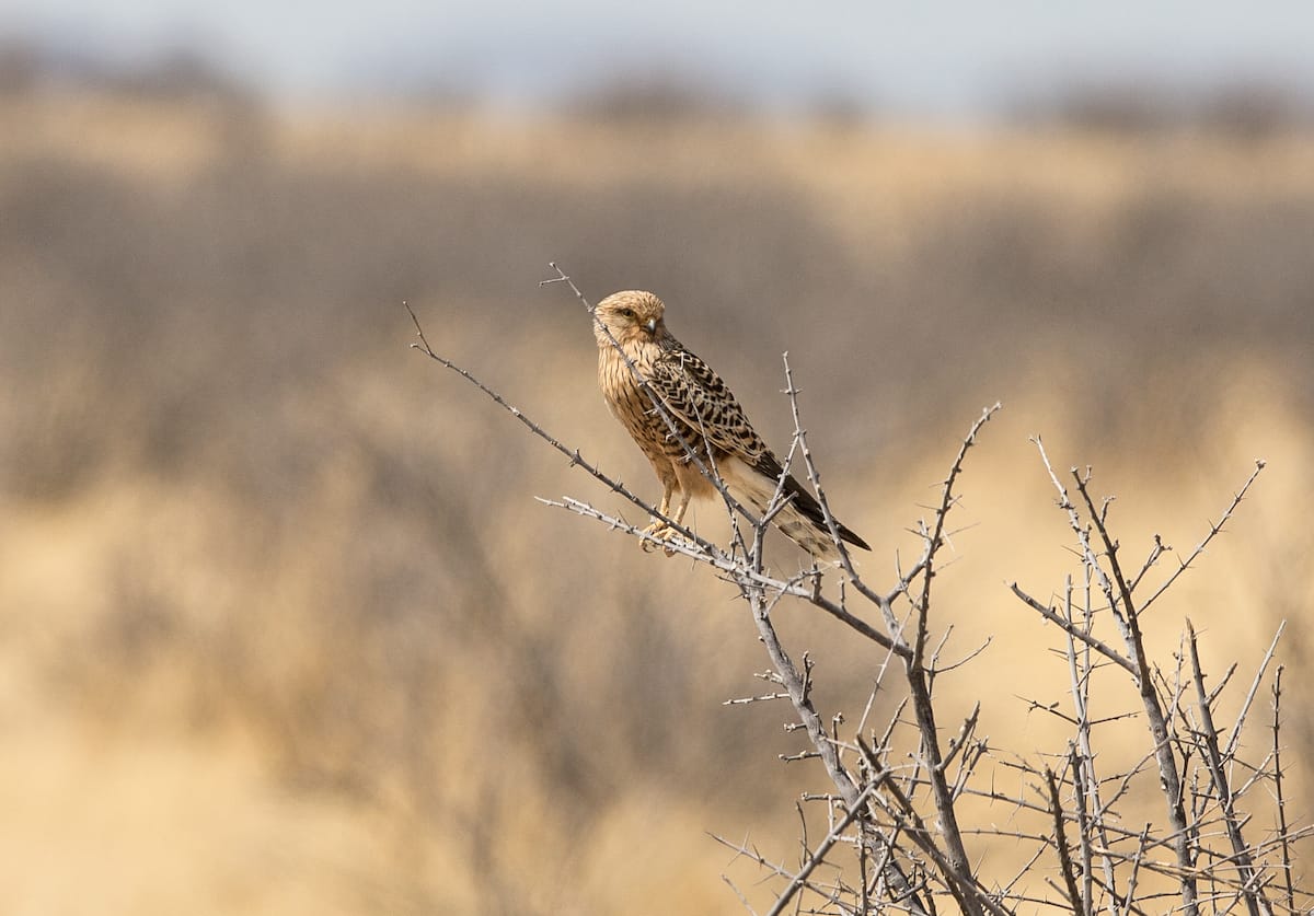 NAMIBIA