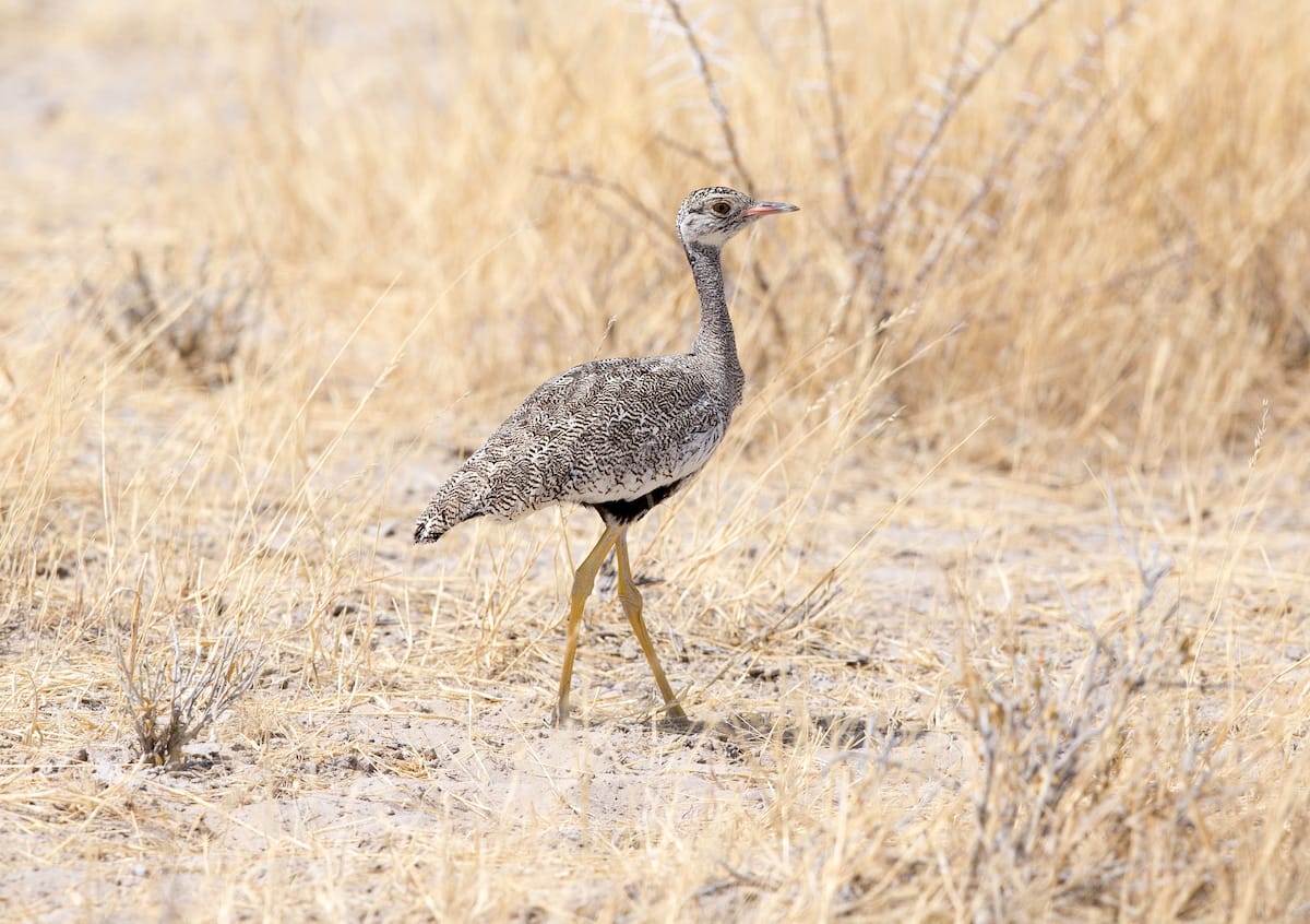 NAMIBIA