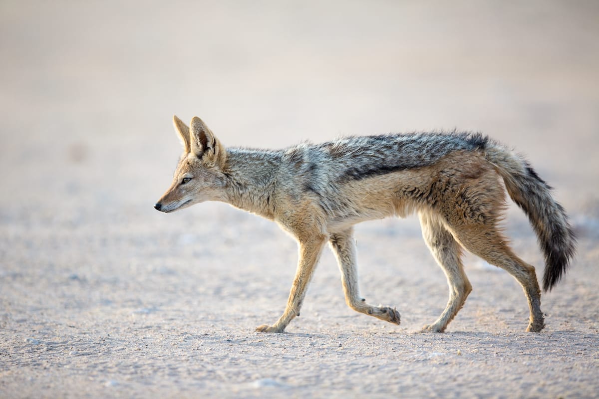 NAMIBIA