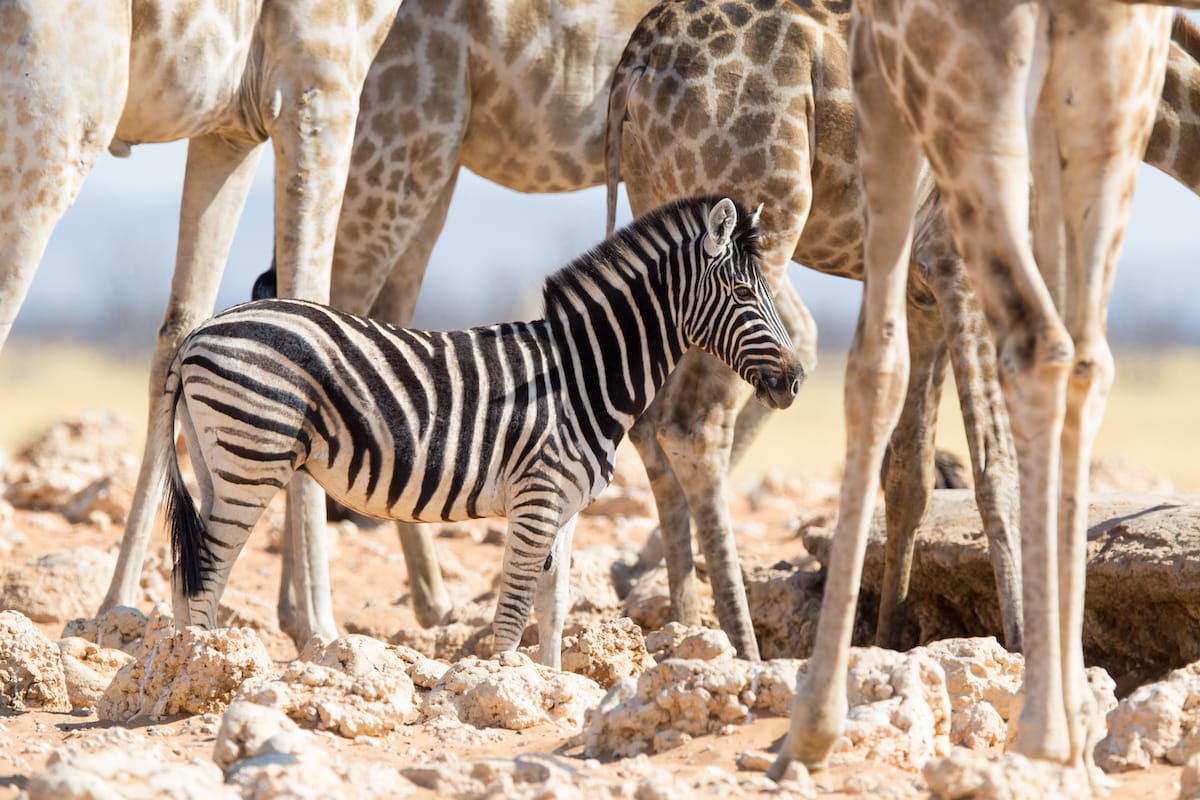 NAMIBIA