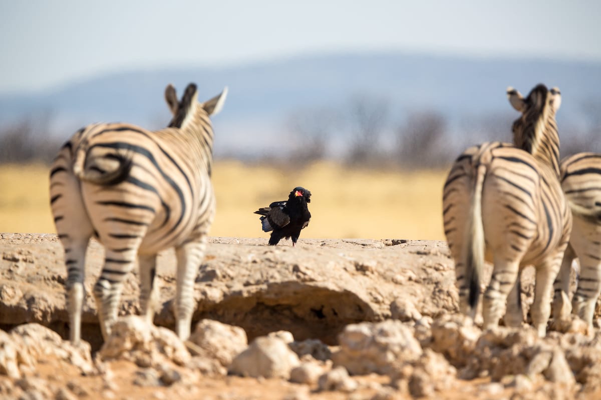 NAMIBIA