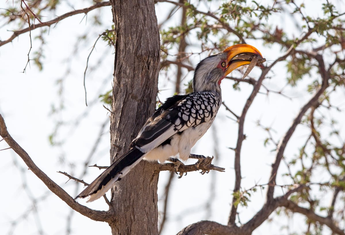 NAMIBIA