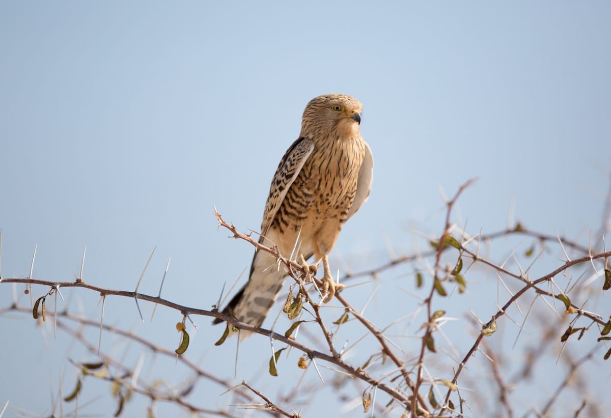NAMIBIA