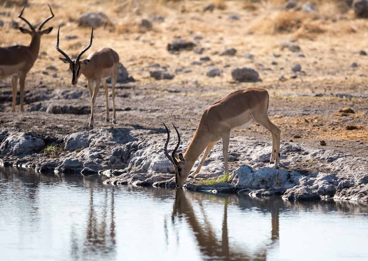 NAMIBIA