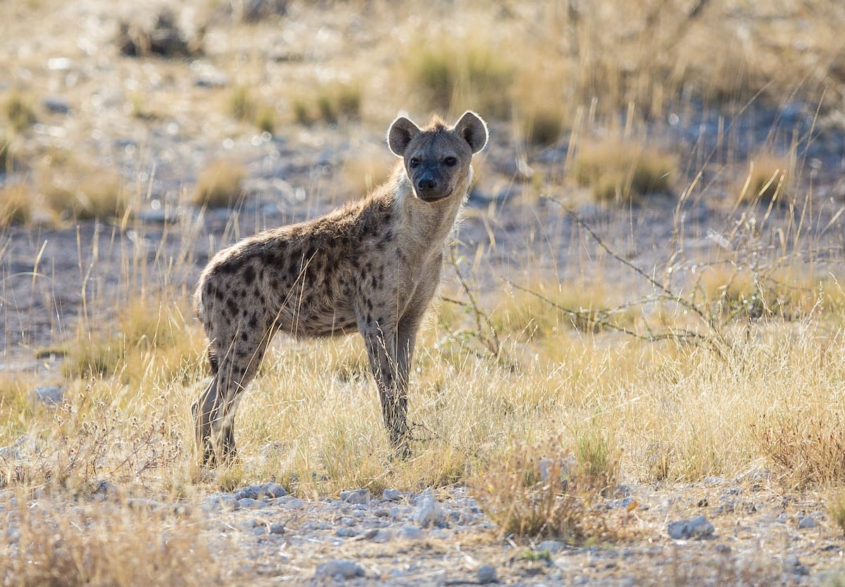 NAMIBIA
