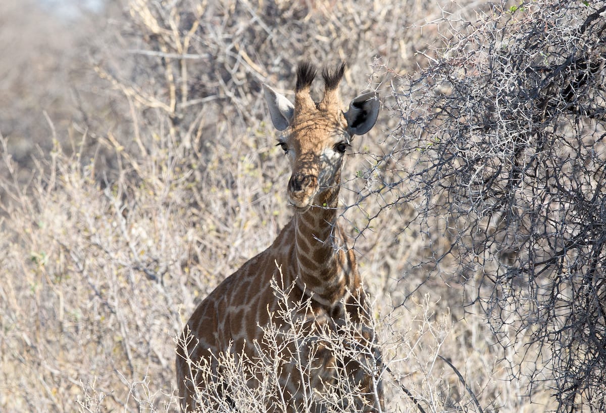 NAMIBIA