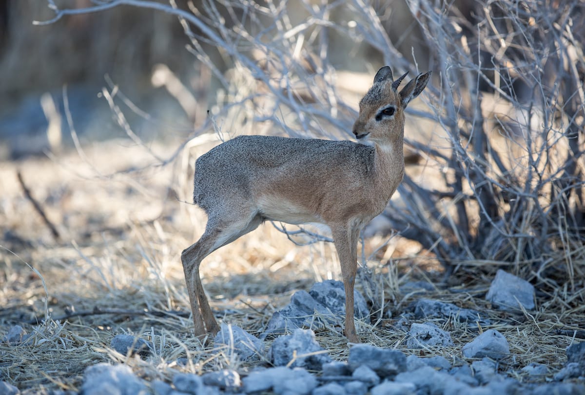 NAMIBIA