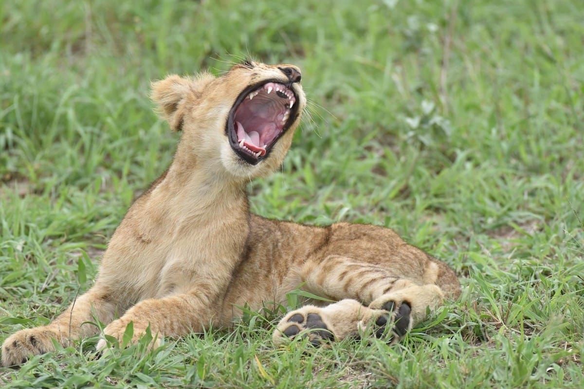 SOUTH AFRICA — Melissa and Nicholas Heard