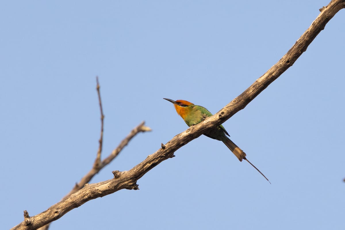 ZAMBIA