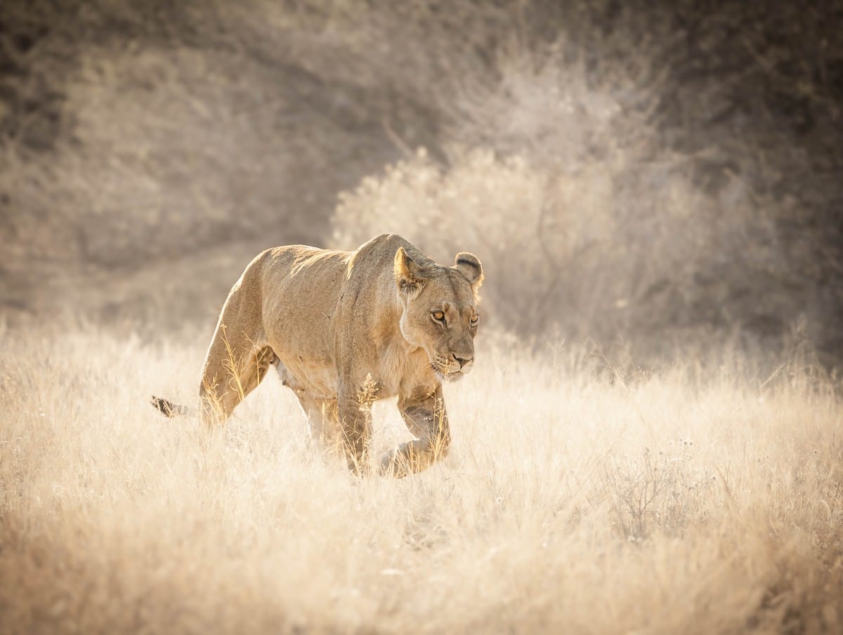 BOTSWANA