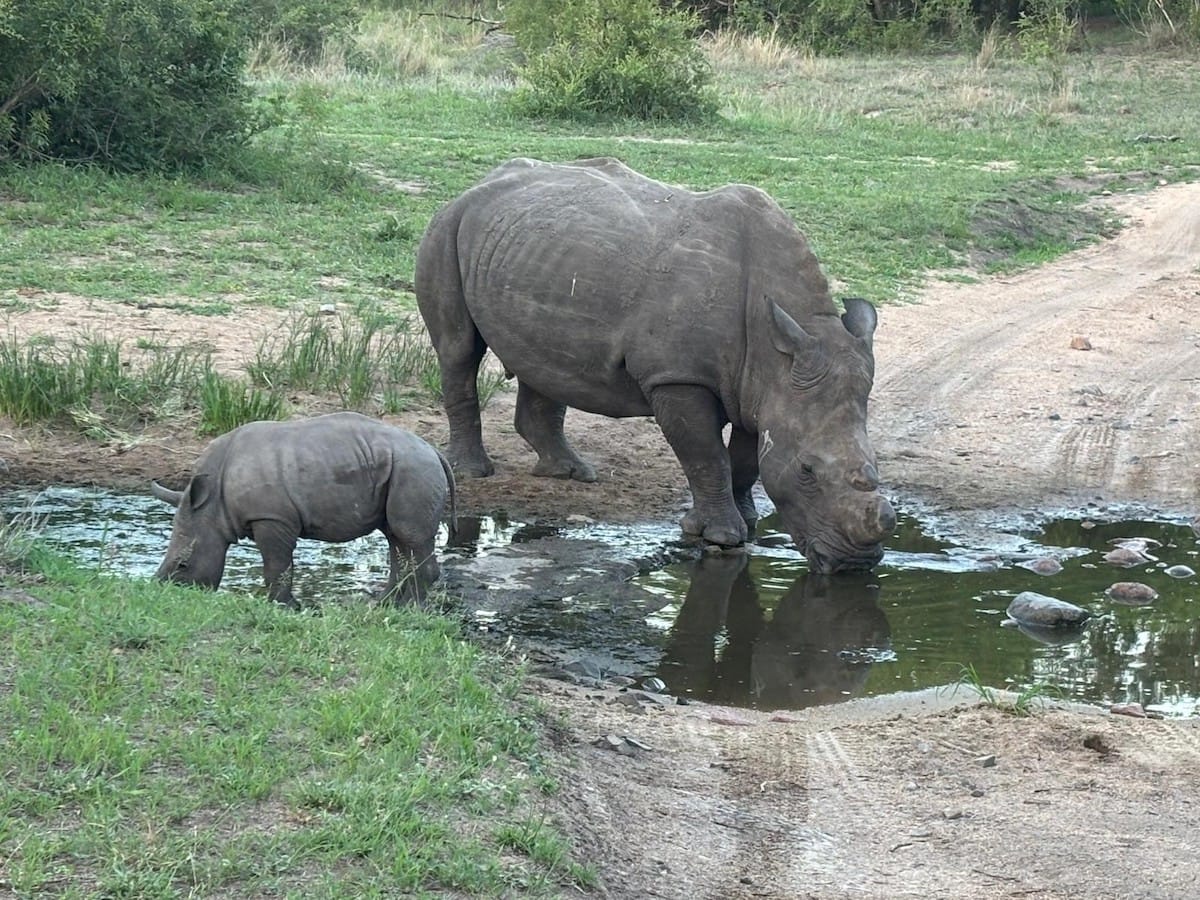 SOUTH AFRICA — Melissa and Nicholas Heard
