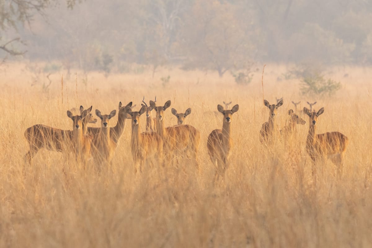 ZAMBIA