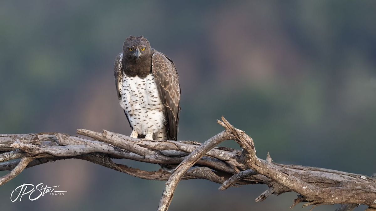 KENYA — John Starr