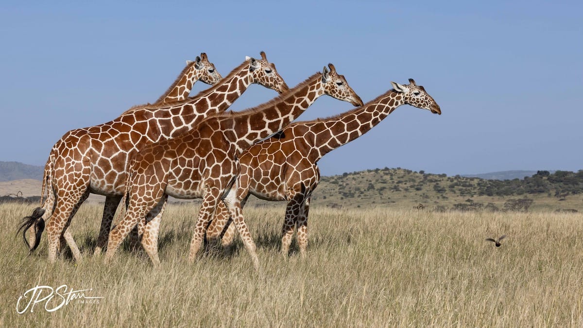 KENYA — John Starr